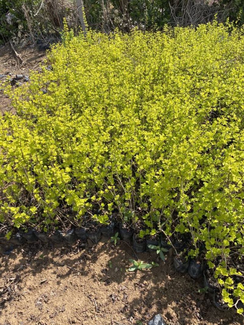 金叶风箱果种植基地。金叶风箱果。3万低价处理。