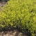 金叶风箱果种植基地。金叶风箱果。3万低价处理。