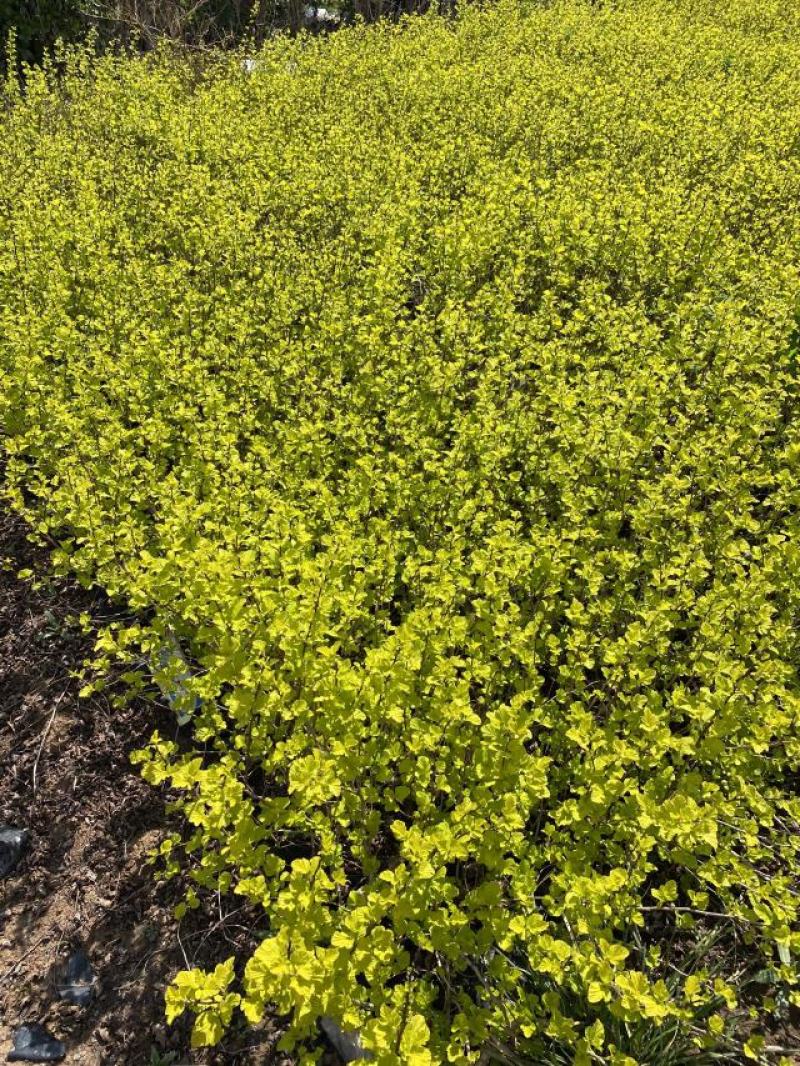 金叶风箱果种植基地。金叶风箱果。3万低价处理。