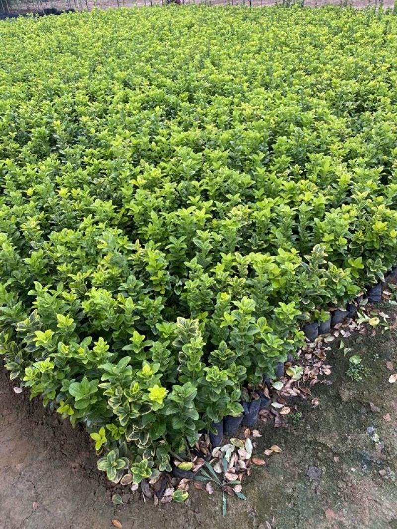 金冠黄杨自产自销金冠黄杨种植基地金冠黄杨