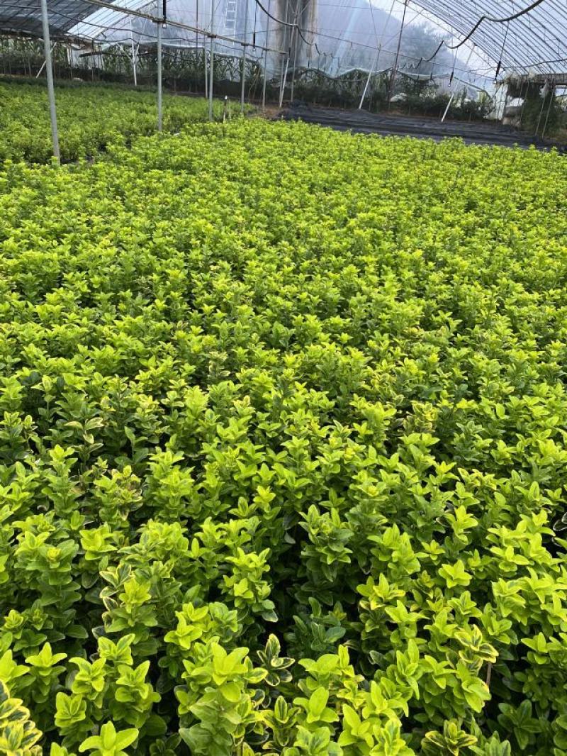 金冠黄杨种植基地金冠黄杨。20万低价处理。