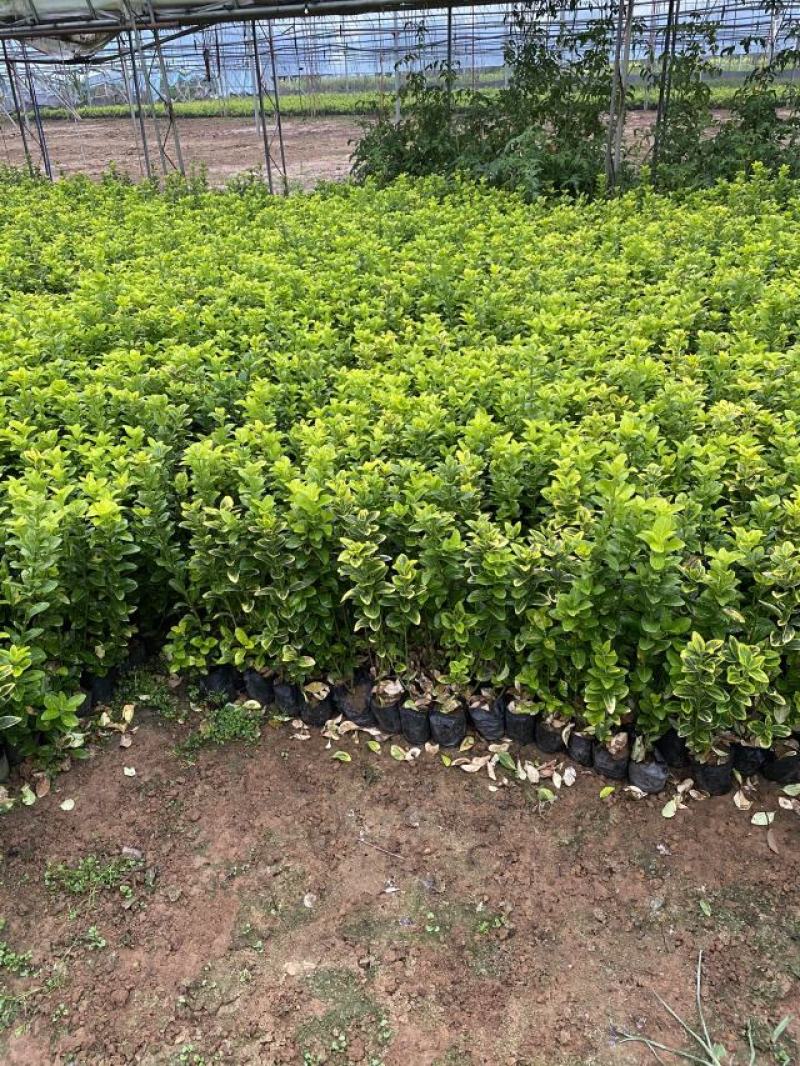 金冠黄杨种植基地金冠黄杨。20万低价处理。