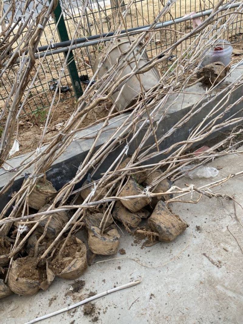 凌霄种植基地凌霄自产自销凌霄批发。凌霄