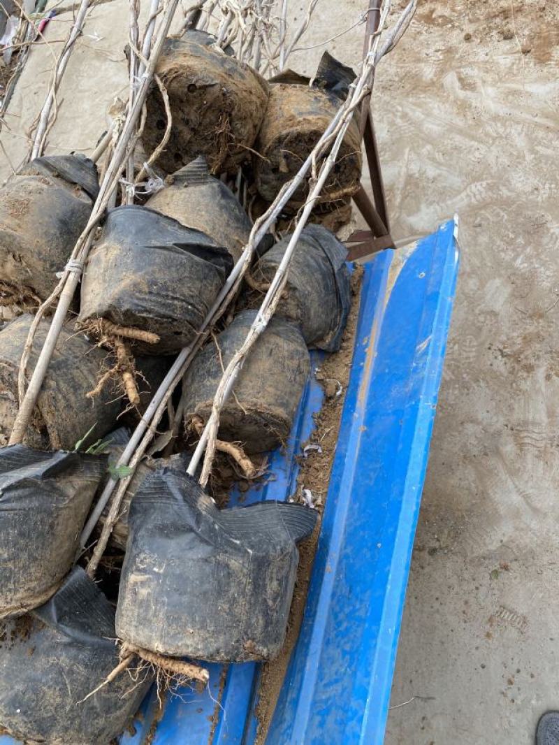 凌霄自产自销凌霄种植基地。10万低价处理。