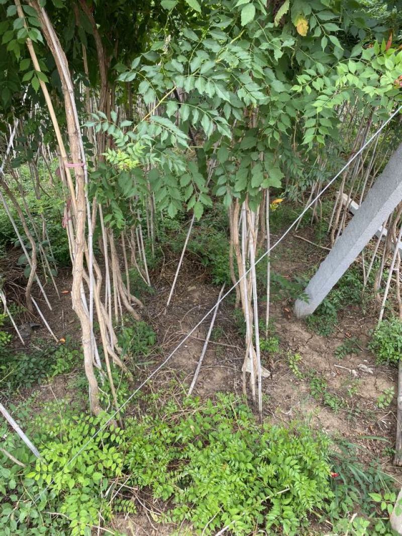 凌霄自产自销凌霄种植基地。10万低价处理。