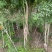 凌霄自产自销凌霄种植基地。10万低价处理。