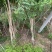 凌霄自产自销凌霄种植基地。10万低价处理。