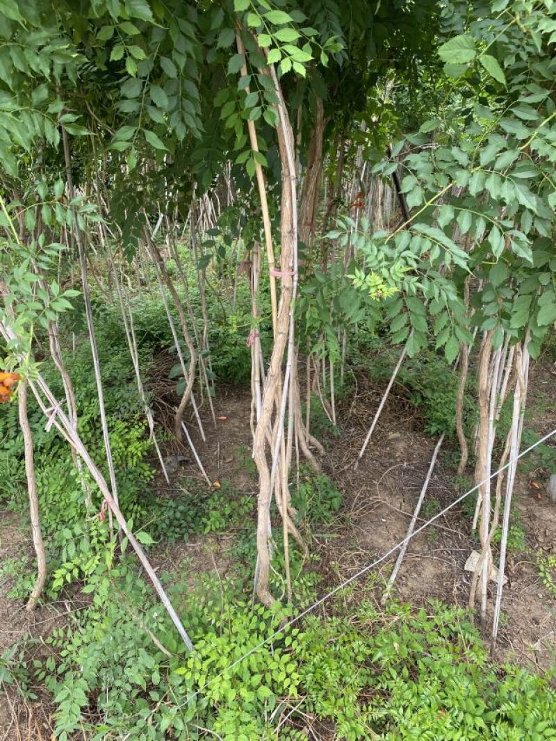 凌霄自产自销凌霄种植基地。10万低价处理。
