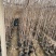 凌霄自产自销凌霄种植基地。10万低价处理。