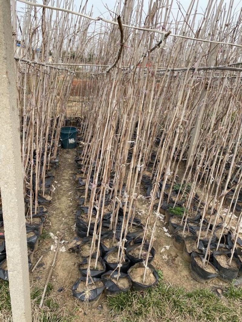 凌霄自产自销凌霄种植基地。10万低价处理。