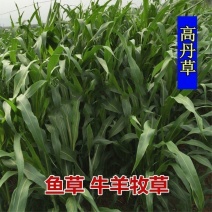 进口高丹草种子养殖牧草种籽畜牧多年生牧草牛羊饲料喂牛饲料