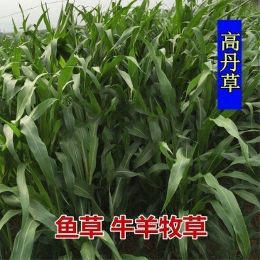 进口高丹草种子养殖牧草种籽畜牧多年生牧草牛羊饲料喂牛饲料