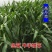 进口高丹草种子养殖牧草种籽畜牧多年生牧草牛羊饲料喂牛饲料