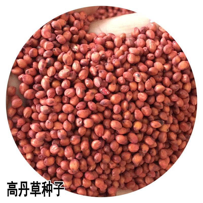 进口高丹草种子养殖牧草种籽畜牧多年生牧草牛羊饲料喂牛饲料