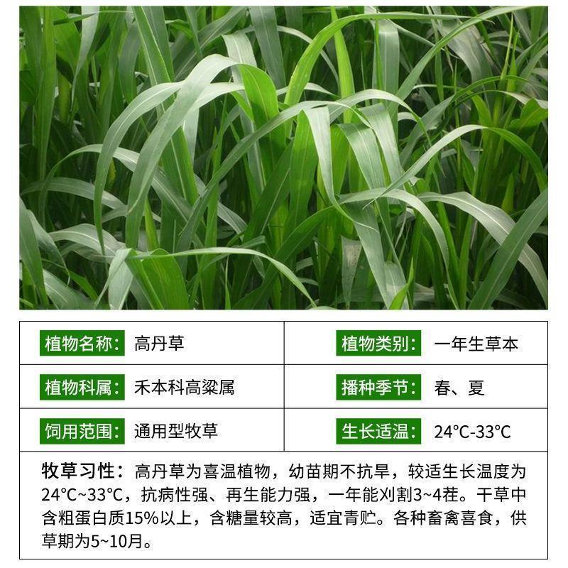 进口高丹草种子养殖牧草种籽畜牧多年生牧草牛羊饲料喂牛饲料