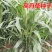 进口高丹草种子养殖牧草种籽畜牧多年生牧草牛羊饲料喂牛饲料