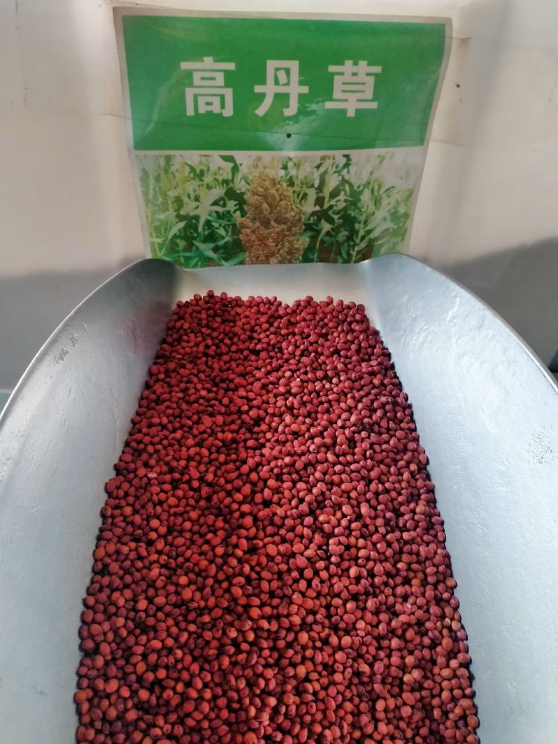 进口高丹草种子养殖牧草种籽畜牧多年生牧草牛羊饲料喂牛饲料