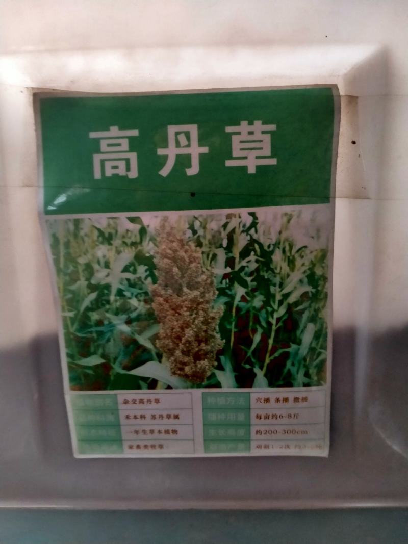 进口高丹草种子养殖牧草种籽畜牧多年生牧草牛羊饲料喂牛饲料