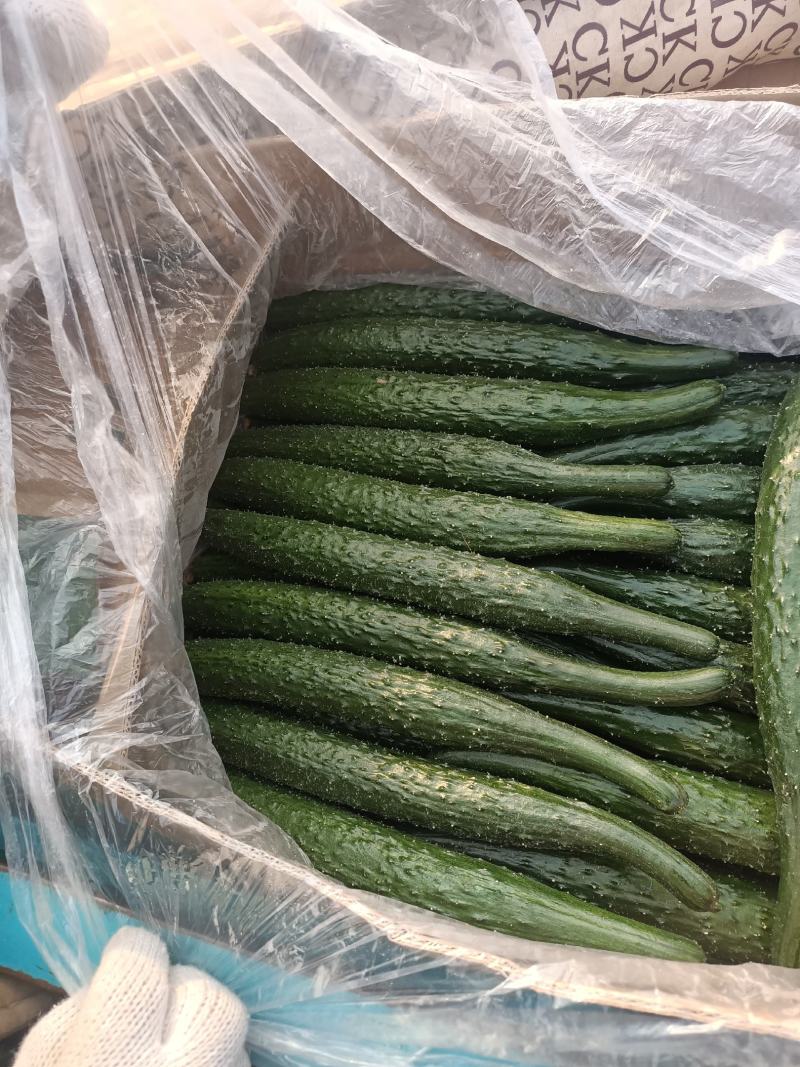黄瓜