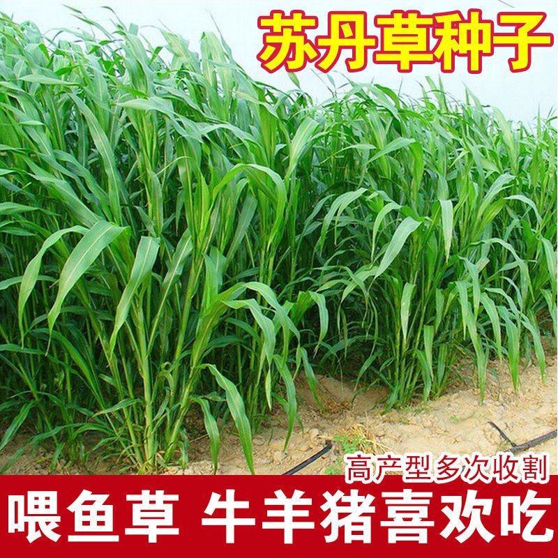 进口苏丹草种子高产鱼草种子高丹草种子四季鱼牛羊猪鹅兔牧草