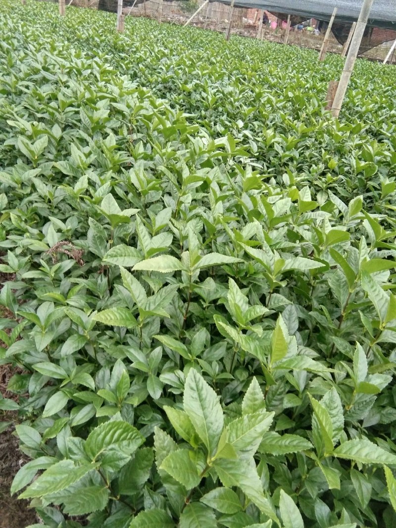 草珊瑚苗，属多年生常绿草本。亲自种植，质量有保障