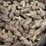 姜种山东368高产王生姜种出芽率高跟技术指导能回收