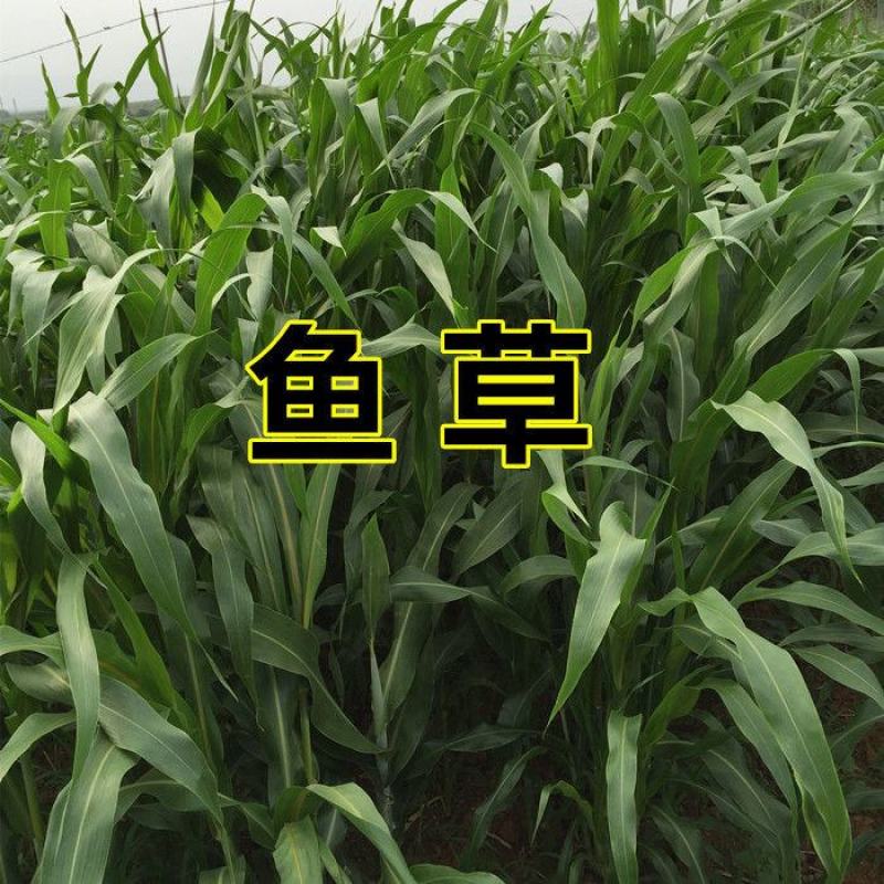 进口苏丹草种子高产鱼草种子高丹草种子四季鱼牛羊猪鹅兔牧草
