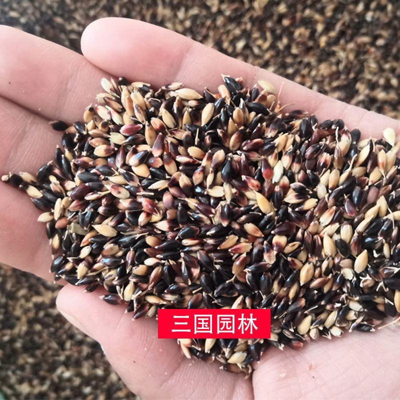 进口苏丹草种子高产鱼草种子高丹草种子四季鱼牛羊猪鹅兔牧草