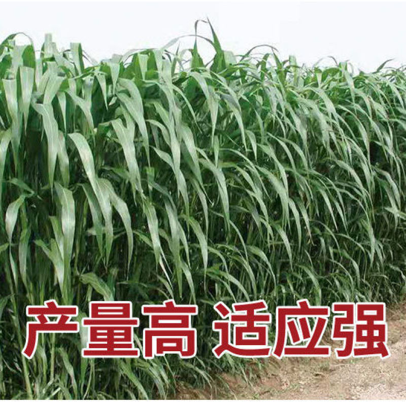 进口苏丹草种子高产鱼草种子高丹草种子四季鱼牛羊猪鹅兔牧草