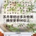 进口苏丹草种子高产鱼草种子高丹草种子四季鱼牛羊猪鹅兔牧草