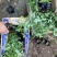 丰花月季种植基地80万丰花月季自产自销。低价处理