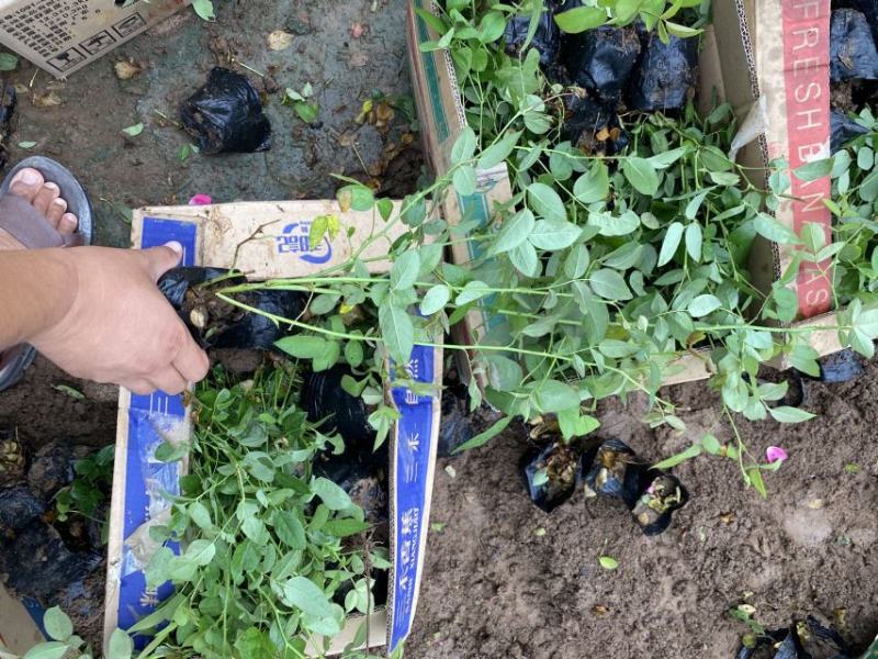 丰花月季种植基地80万丰花月季自产自销。低价处理