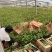 丰花月季种植基地80万丰花月季自产自销。低价处理
