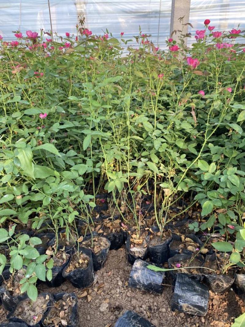 丰花月季种植基地80万丰花月季自产自销。低价处理