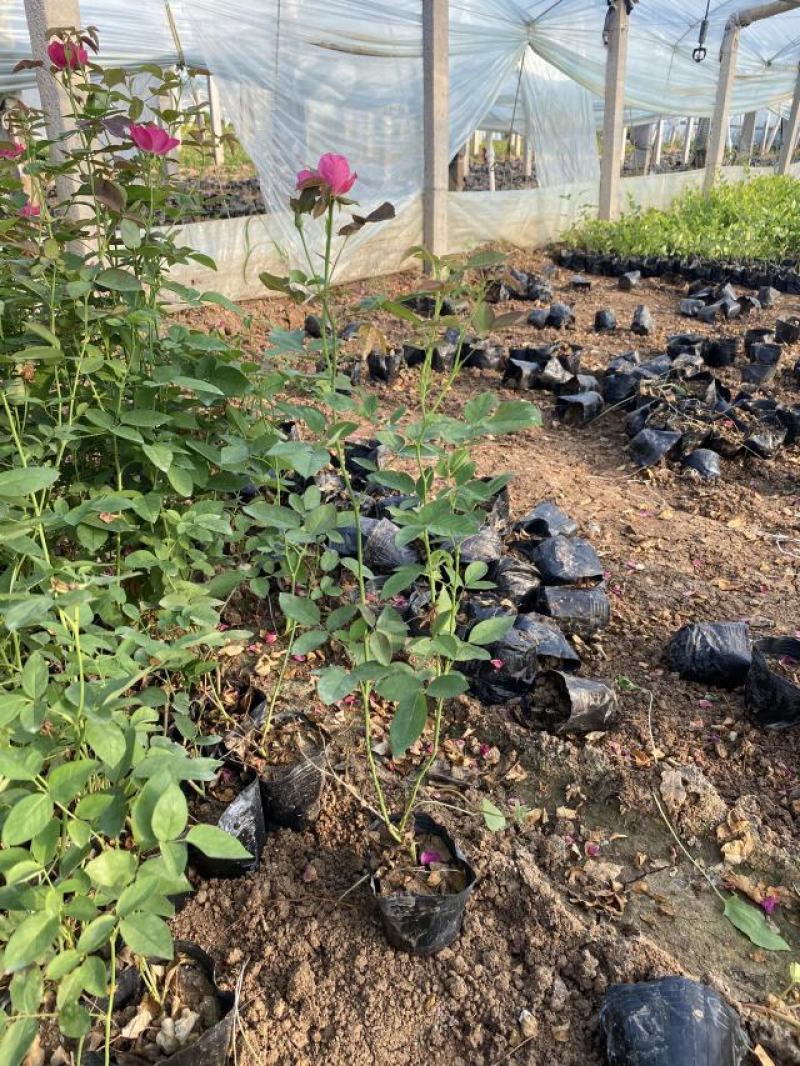 丰花月季种植基地80万丰花月季自产自销。低价处理