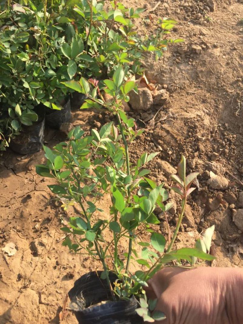 红帽月季自产自销红帽月季种植基地红帽月季