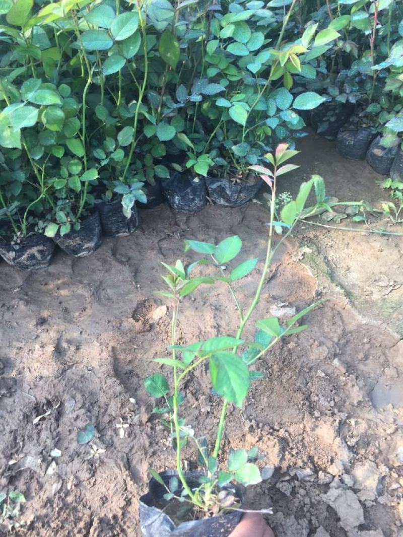红帽月季自产自销红帽月季种植基地红帽月季