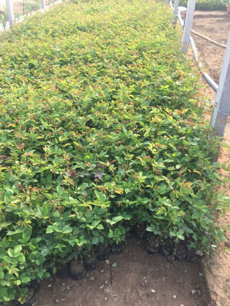 红帽月季自产自销红帽月季种植基地红帽月季
