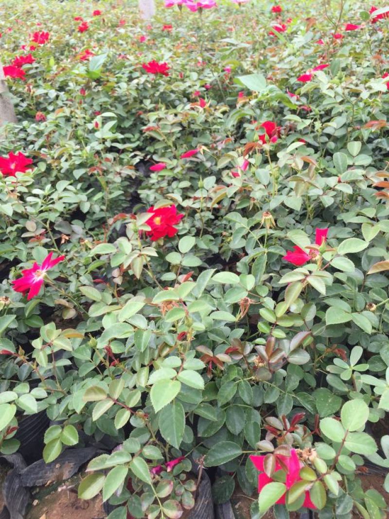 地被月季自产自销地被月季种植基地地被月季自产自