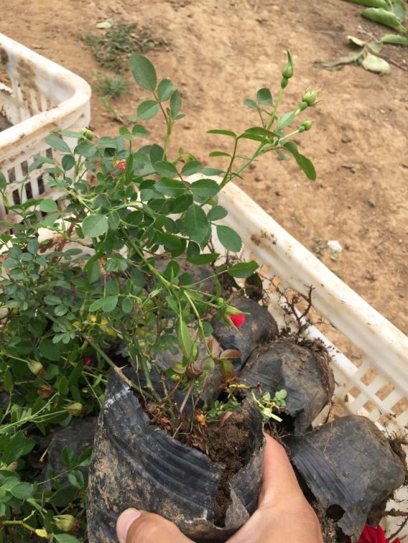 地被月季自产自销地被月季种植基地地被月季自产自