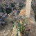 红宝石月季种植基地。红宝石月季。30万低价处理。