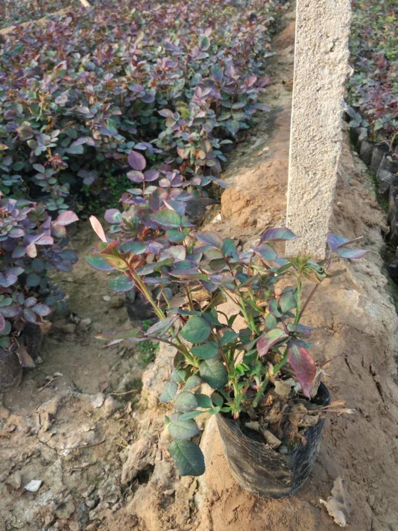 红宝石月季种植基地。红宝石月季。30万低价处理。
