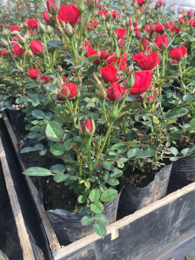 红宝石月季种植基地。红宝石月季。30万低价处理。