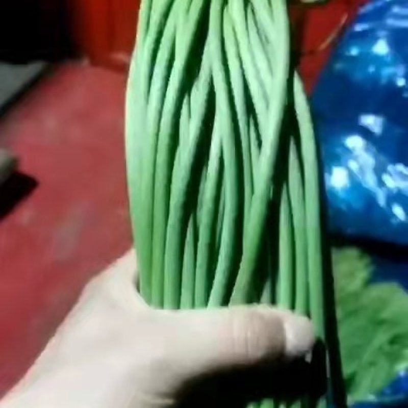 大量出售优质量蒜苔，欢迎新老客户采购