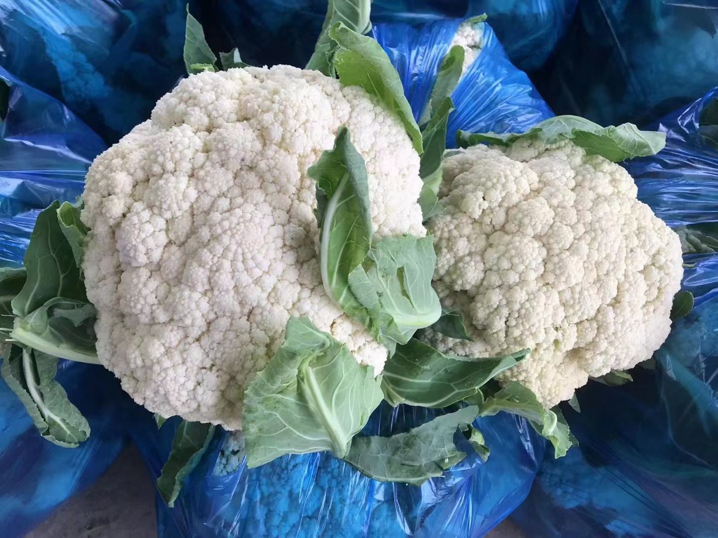 左侧为紧实的东北包菜,右侧为松软的松花菜,两者外观明显不同 东北包菜与松花菜对比图