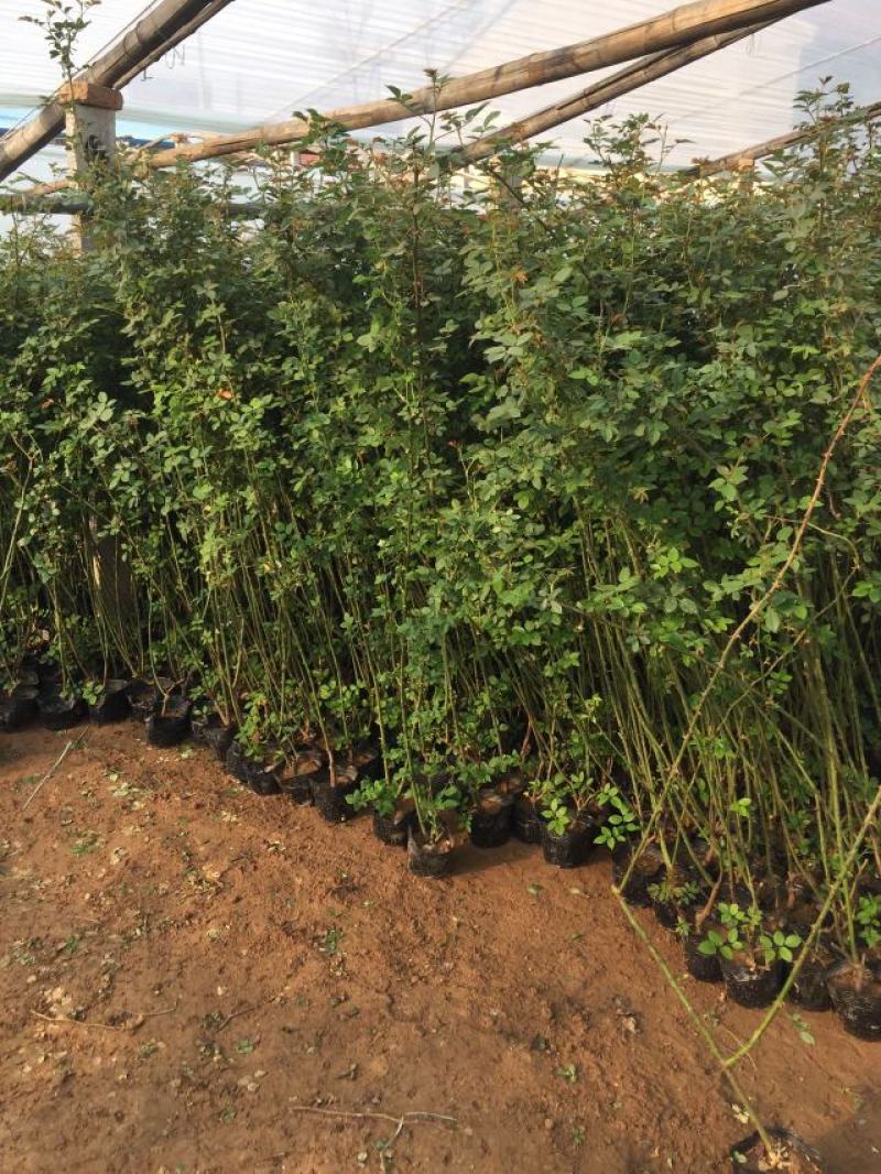 藤本月季种植基地。藤本月季。自产自销。30万低价处理