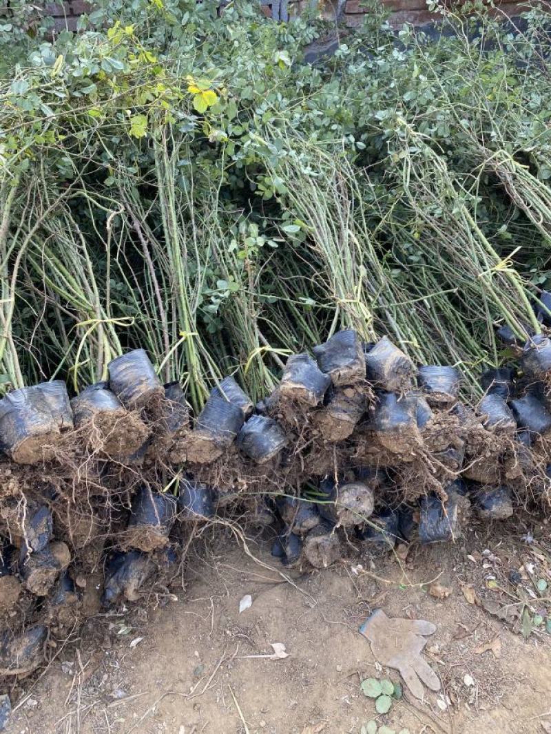 藤本月季种植基地。藤本月季。自产自销。30万低价处理