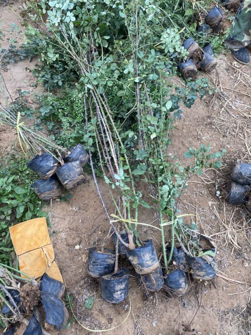 藤本月季种植基地。藤本月季。自产自销。30万低价处理