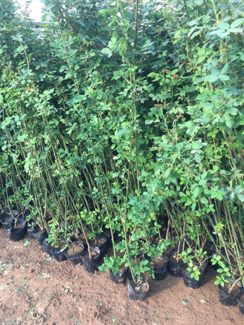 藤本月季种植基地。藤本月季。自产自销。30万低价处理