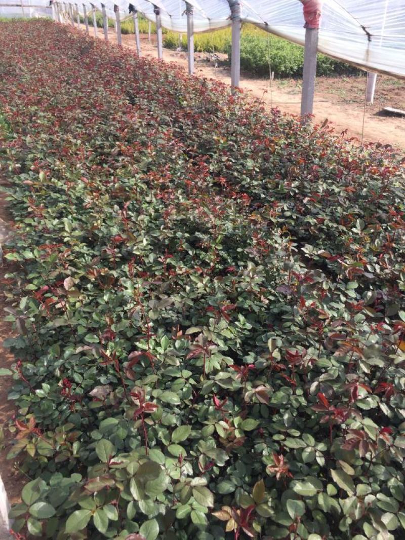 卡罗拉月季200万卡罗拉月季自产自销。低价处理。